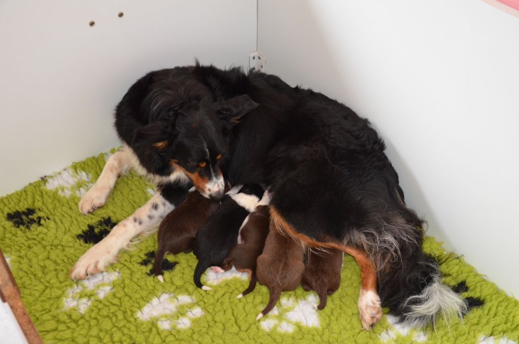 De La Cite De La Faiencerie - Border Collie - Portée née le 24/05/2018