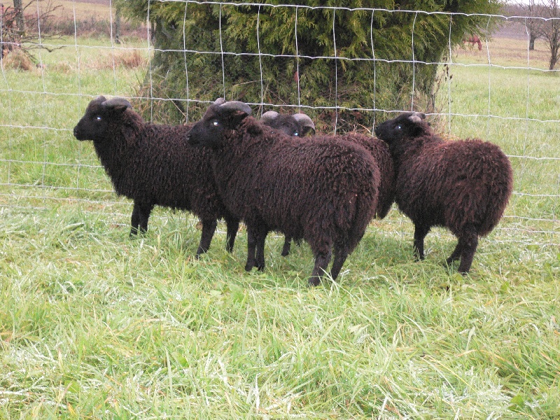 les moutons