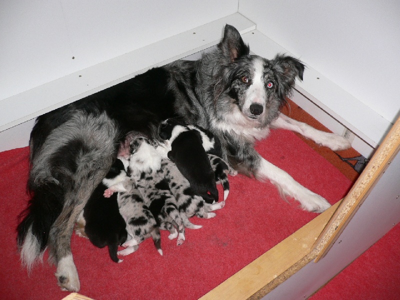 les chiots nés à la maison