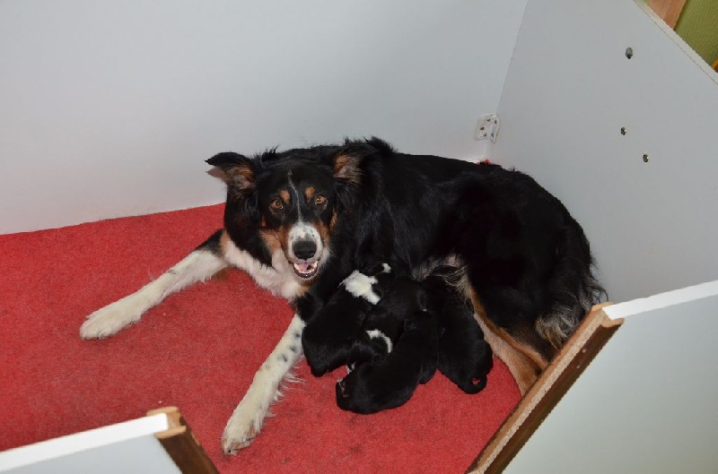 De La Cite De La Faiencerie - Border Collie - Portée née le 26/12/2015
