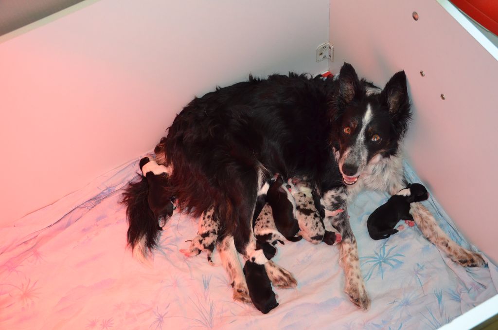 De La Cite De La Faiencerie - Border Collie - Portée née le 16/05/2017